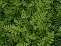 Hardy Fern Dryopteris wallichiana